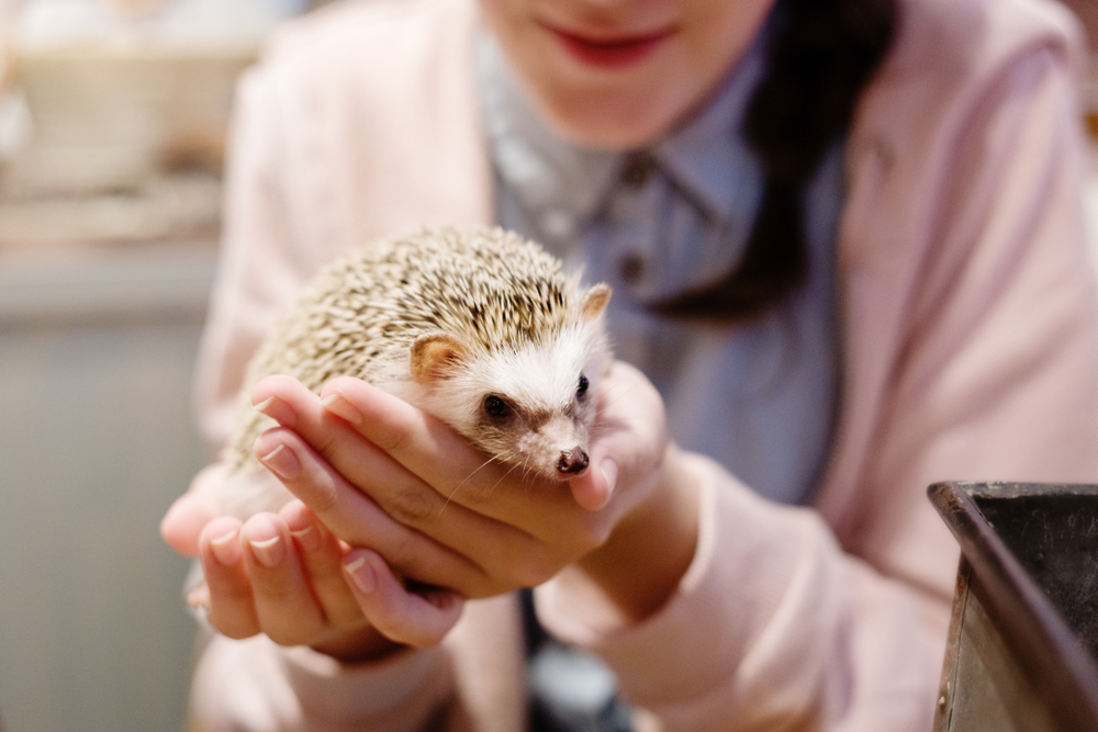 animal cafe in Japan where you can hold animals
