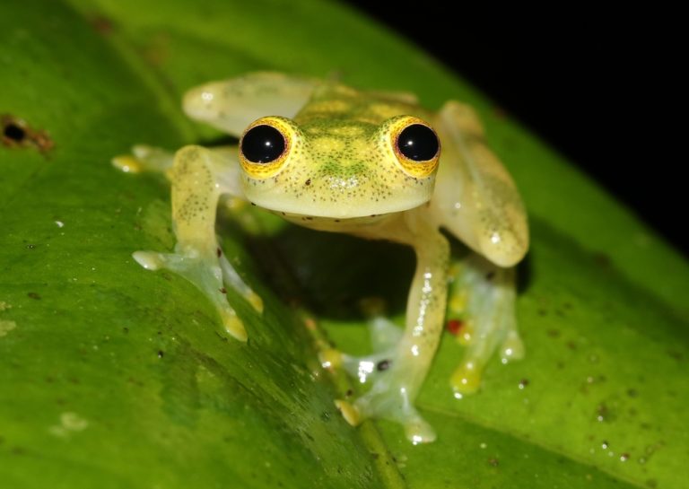 Meet 10 of the world's most adorable frogs - USA Daily Dose