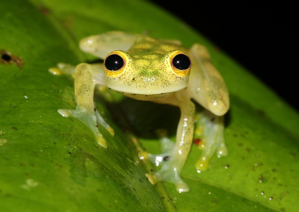Adorable Frog