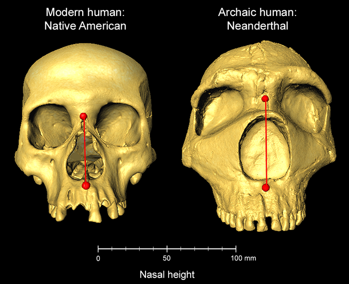 Neanderthal noses