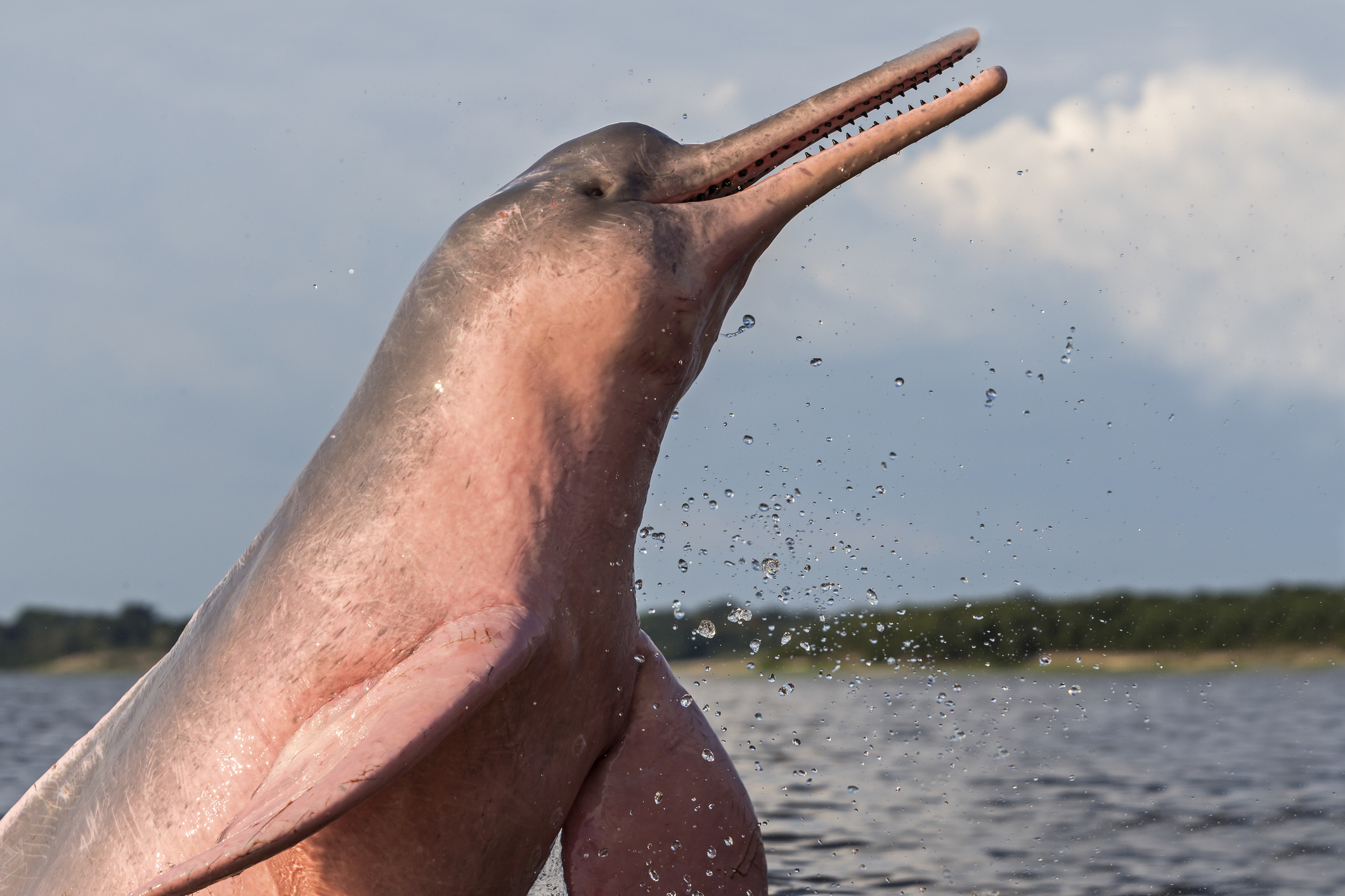 Amazon river dolphins are the largest and most widely recognized of several freshwater dolphin species
