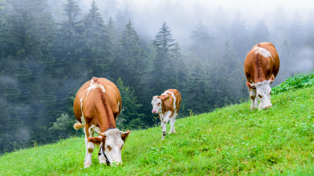 Cows-Methane.jpg