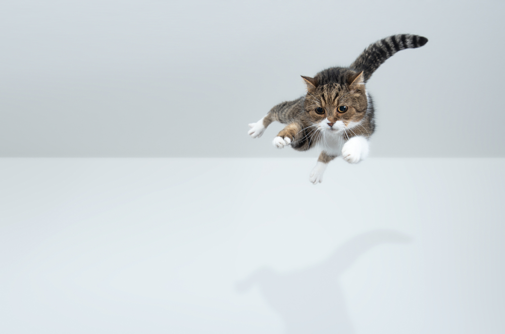 tabby white british shorthair cat jumping