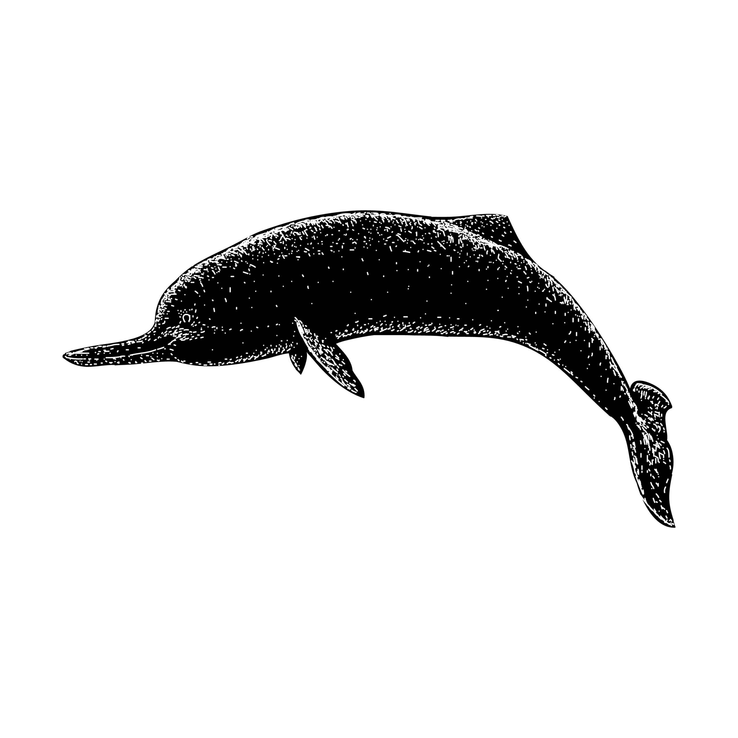 Baiji river dolphin illustration