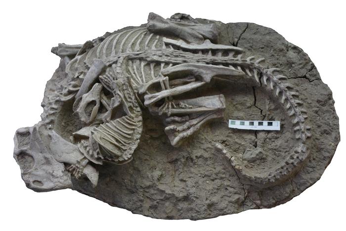 Mammal dinosaur fossil