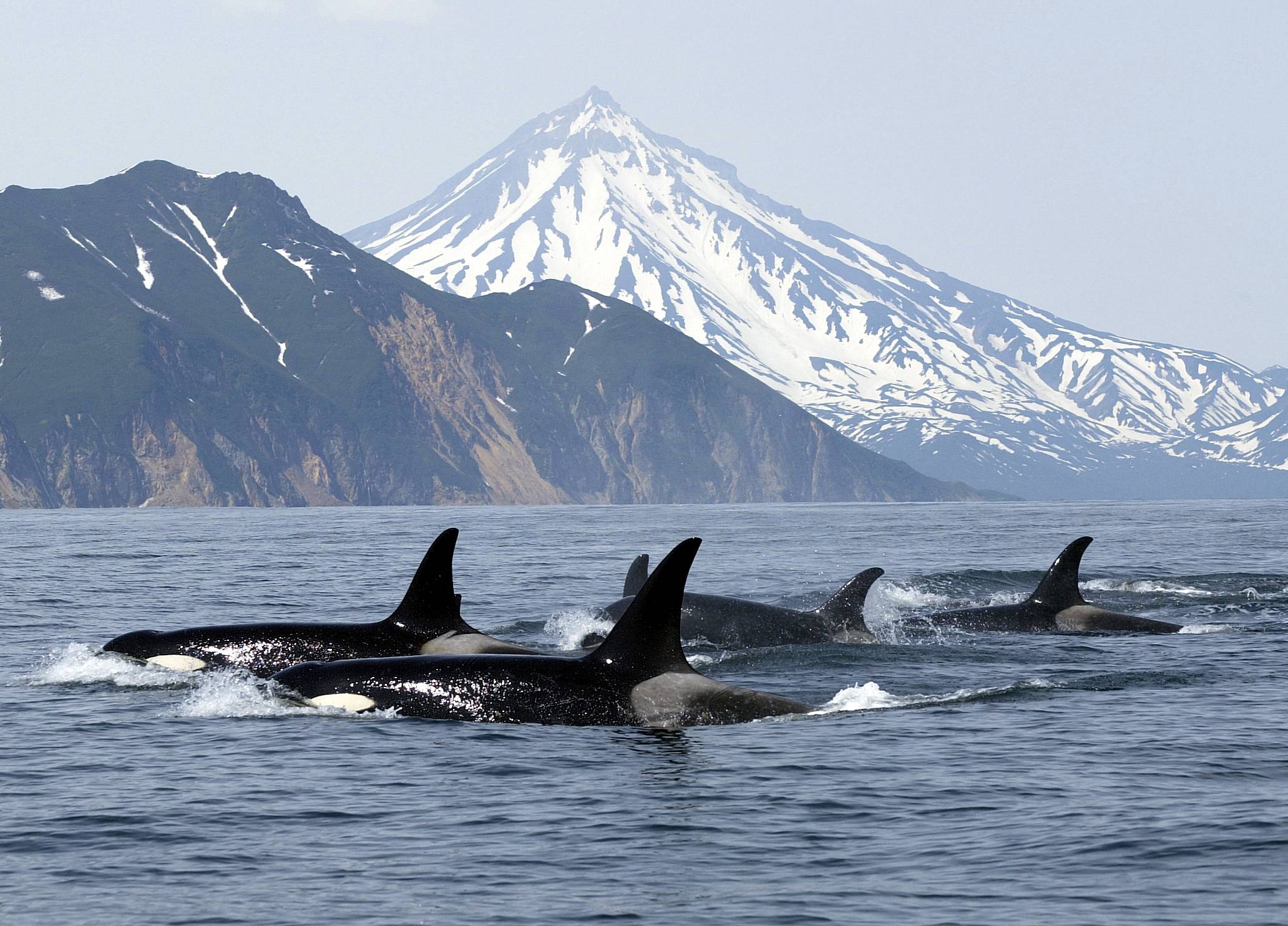 A pod of orca whales